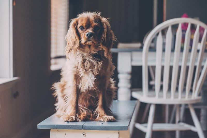 Dine with Your Dog